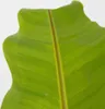 Banánovník japonský - Musa basjoo - Výška 55-70cm - ⌀21cm Náhľad obrázku produktu 3