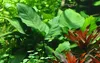 Mutterpflanze Aquarium Pflanze Anubias barteri XL AquaOne Produktbild-Vorschau 2