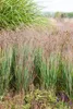 Stauden Gänge 1 x Panicum virgatum 'Heiliger Hain' im 1 Produktbild-Vorschau 2