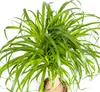 Sloní noha (Beaucarnea Recurvata) - pokojová rostlina, Náhled obrázku produktu 2