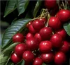 Säulenkirsche `Victoria´ Säulenobstbaum Produktbild-Vorschau 2