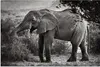 MuchoWow® Poster Elefant - Tiere - Bäume - Schwarz - Weiß Produktbild-Vorschau 1