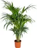Bloomique - Howea Forsteriana - Kentia Palme - Produktbild-Vorschau 1