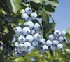 Dehner Heidelbeere Pünktchen, große hellblaue Früchte, ca. Produktbild-Vorschau 1
