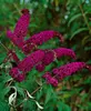 Buddleja davidii 'Royal Red', Schmetterlingsflieder, rot, Produktbild-Vorschau 14
