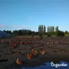 Hühnermist Pellets (10 kg für 100 m2) - Organifer Produktbild-Vorschau 9