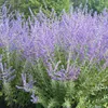 2 x  Blauraute  - Perovskia 'Blue Spire'  | 30-40 cm in Produktbild-Vorschau 2