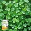 ECODECO Mikroklee Samen 500g Weiß Klee Beschichtete Clover Produktbild-Vorschau 7