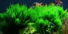 Aquarium Pflanze In Vitro 1 Moos Taxiphyllum 'Flame' Produktbild-Vorschau 1