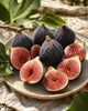 Ficus carica ‘Napolitana’ – drzewko figowe o wysokości Podgląd zdjęcia produktu 3