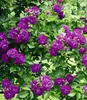 BALDUR Garten 2er Rambler-Rosen-Kollektion blau und rosa, Produktbild-Vorschau 3
