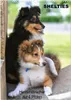 SHELTIES Herzensbrecher auf 4 Pfoten (Wandkalender 2026 DIN Produktbild-Vorschau 1