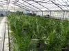 Palme 90-120 cm, Phoenix canariensis, kanarische Produktbild-Vorschau 3