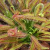 Rosi?ka - Drosera capensis - 9cm kvetiná? Náhľad obrázku produktu 3