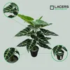 Lacers SMARAGDLINE Künstliche Taro im Topf 2er Set - 60cm Produktbild-Vorschau 1