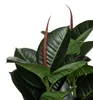 Künstlicher Gummibaum im Topf, Ø 40 × 120 cm Produktbild-Vorschau 2