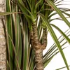 Dracaena Marginata Bicolor Drachenbaum Ø21cm 110-130cm Produktbild-Vorschau 4
