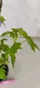 Ribes Glandulosum, jagoda ozdobna, wysokość 40 cm, doniczka Podgląd zdjęcia produktu 4