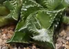 SAFLAX - Echter Tigerrachen - Faucaria tigrina - 40 Samen Produktbild-Vorschau 6