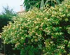 Lonicera japonica 'Halliana', Japanische Geißschlinge, Produktbild-Vorschau 7