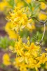 Rhododendron luteum 'Goldtopas', gelb, 40–50 cm Produktbild-Vorschau 2