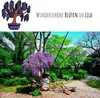 Exotische Bonsai Samen mit hoher Keimrate - Pflanzen Samen Produktbild-Vorschau 2