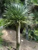 Albero del sangue di drago (Dracaena draco) - 5 semi Anteprima dell’immagine prodotto 3
