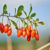 Mischung Obstbüsche - 3 Stk - Actinidia, Vaccinium - Höhe Produktbild-Vorschau 4