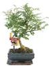 Bonsai Szechuan-Pfeffer - Zanthoxylum piperitum - ca. 6 Produktbild-Vorschau 2