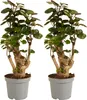 Bloomique - Zestaw 2 szt. - Polyscias Fabian - Aralia - Podgląd zdjęcia produktu 1