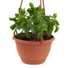 A green succulent plant in a brown hanging pot. Produktbild-Vorschau