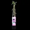 Passiflora 'Purple Haze' - Passionsblume Lila Produktbild-Vorschau 6