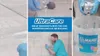 A collage of images showing the Mapei UltraCare Kerapoxy Cleaner product being used for tile cleaning and preparation. Náhled obrázku produktu