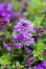 A close-up of a flowering plant with small purple flowers and green leaves. Produktbild-Vorschau
