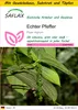 SAFLAX Anzucht Set - Echter Pfeffer - Piper nigrum - 20 Produktbild-Vorschau 1