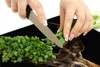 A collage image showing hands chopping green onions with a knife, with a deer's head visible in the lower right corner. Produktbild-Vorschau