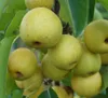 Nashi Nijiseiki Nashibaum - Buschbaum Topfballen Produktbild-Vorschau 5