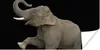 MuchoWow® Poster Elefant mit erhobenem rechten Bein auf Produktbild-Vorschau 1