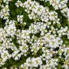 Thymus praecox "Albiflorus" - Tomillo de floración temprana Vista previa de la imagen del producto 3