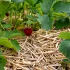 Ściółka ze słomy jęczmiennej – naturalna ściółka ogrodowa Podgląd zdjęcia produktu 4