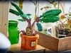 LEGO® Harry Potter™ 76433 Roślina eliksirów: mandragora Podgląd zdjęcia produktu 14