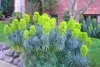 3 x Euphorbia characias ‚Blue Wonder‘ (winterhart/Staude) Produktbild-Vorschau 1
