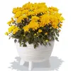 A potted plant with yellow flowers in a white planter. Produktbild-Vorschau