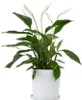Friedenslilie - Einblatt - Spathiphyllum 'Lima' - Höhe Produktbild-Vorschau 7