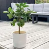 A potted lime tree with fruit sits on a wooden deck next to outdoor furniture. Produktbild-Vorschau