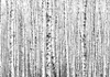 Vlies Fototapete - Birch forest 350x245 cm Landschaften Produktbild-Vorschau 6