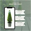 Plants by Frank | Agrifoglio vero a forma di piramide | Anteprima dell’immagine prodotto 5