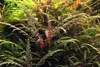 Fiederspaltiger Wasserfreund Hygrophila pinnatifida Produktbild-Vorschau 2