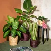 Scheurich Natural, Korb-Pflanzer, Freistehend, Seegras, Produktbild-Vorschau 4