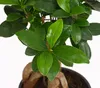 Dehner Chinesische Feige Ginseng, Ficus microcarpa, dicke Produktbild-Vorschau 2
